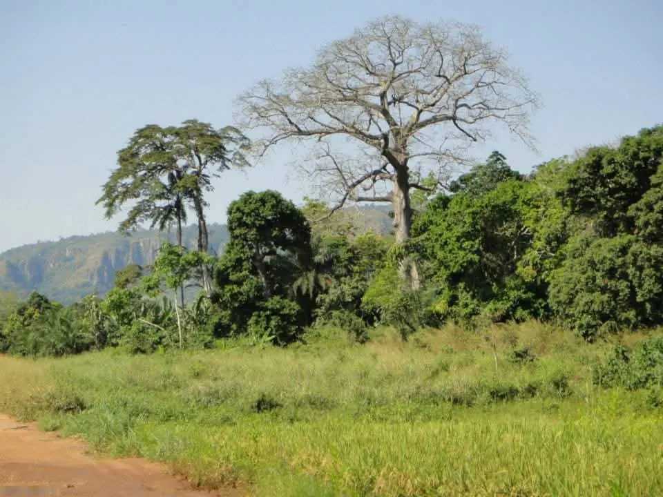 Savane – photo 1